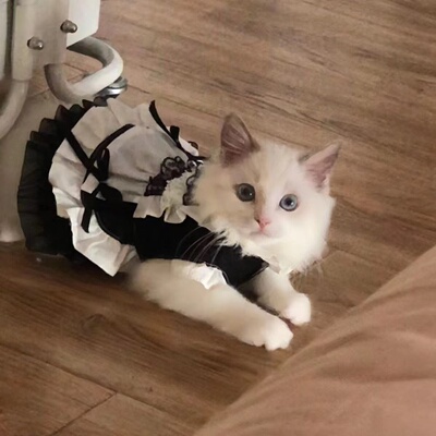 宠物黑色蕾丝公主裙猫猫狗狗猫咪公主装可爱猫衣服猫咪狗狗礼服裙
