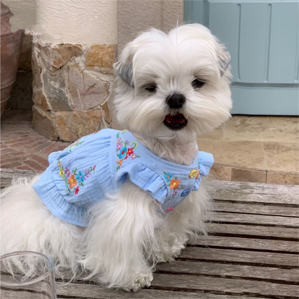 宠物马尔济斯比熊约克夏泰迪幼犬超小体裙子猫咪狗狗衣服夏季薄款
