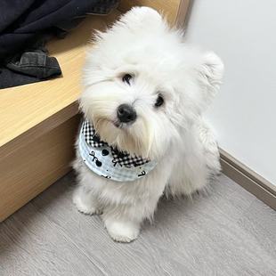 猫咪狗可爱围兜宠物蕾丝布艺口水巾手工编织拍照饰品围脖装 饰项圈