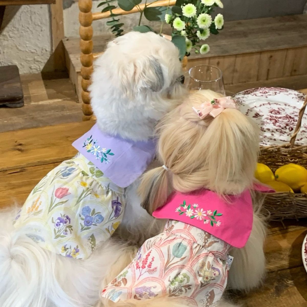 宠物服装西施犬马尔济斯雪纳瑞小型犬春夏秋鸢尾花裙子户外春秋游