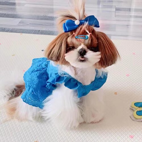 春夏新款韩系蕾丝裙子牵引衣服