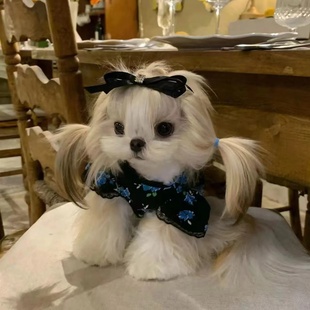 宠物比熊猫咪泰迪狗狗衣服春夏装 复古碎花蕾丝公主裙子连身裙