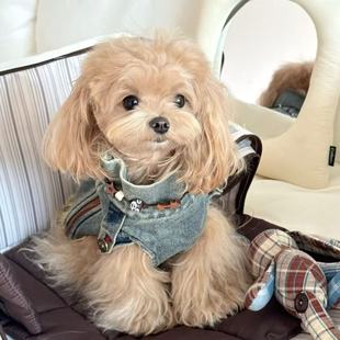 猫咪衣服防掉毛帅气衬衫 牛仔衣可牵引布偶猫金渐层蓝猫英短春秋装