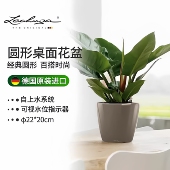Lechuza德国进口自吸水树脂花盆储水圆形办公室蝴蝶兰classico