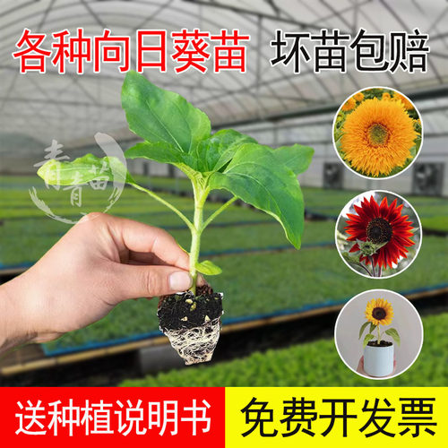 矮生向日葵活苗食用超级微笑盆栽