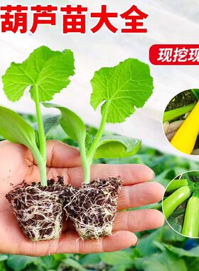 西葫芦苗秧占瓜苦瓜角瓜瓠子香蕉蜜本板栗贝贝南瓜丝瓜冬瓜蔬菜苗
