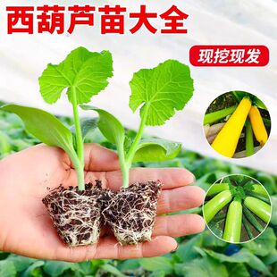 西葫芦苗秧占瓜苦瓜角瓜瓠子香蕉蜜本板栗贝贝南瓜丝瓜冬瓜蔬菜苗