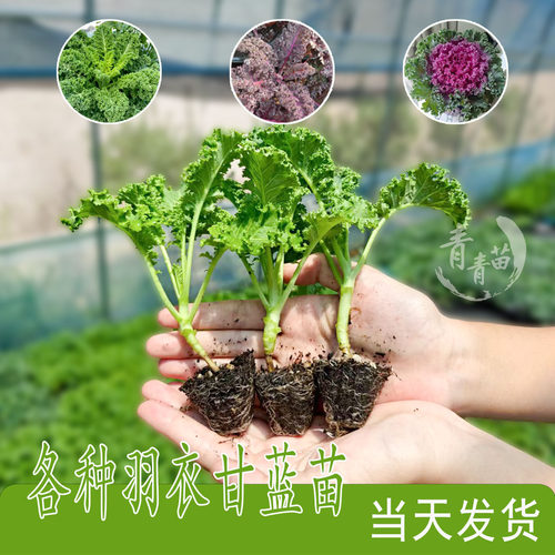 羽衣甘蓝秧苗牛心孢子包菜蔬菜苗