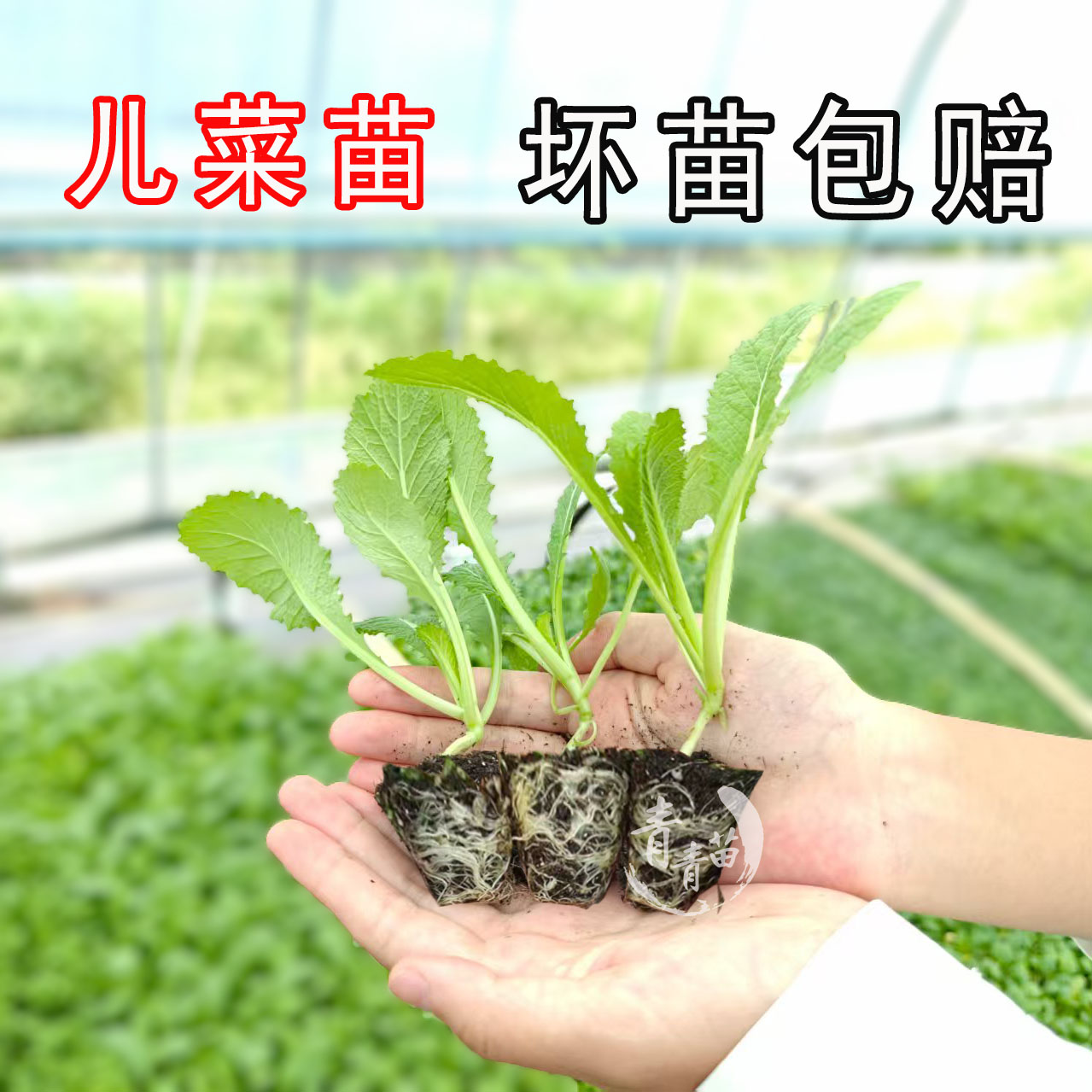 正宗儿菜秧苗四川大白菜娃娃菜快菜牛心甘蓝乌塌菜花菜四季蔬菜苗