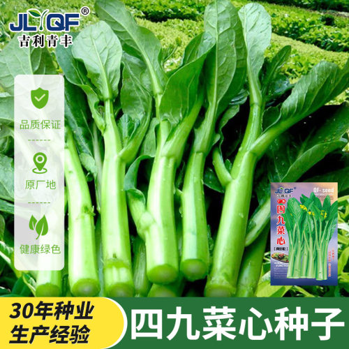 四季甜菜心种子抗热耐湿青菜春秋四季播农家四九菜心阳台快菜种籽 - 封面