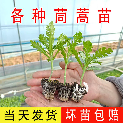 小叶茼蒿苗四季阳台大叶耐寒带土
