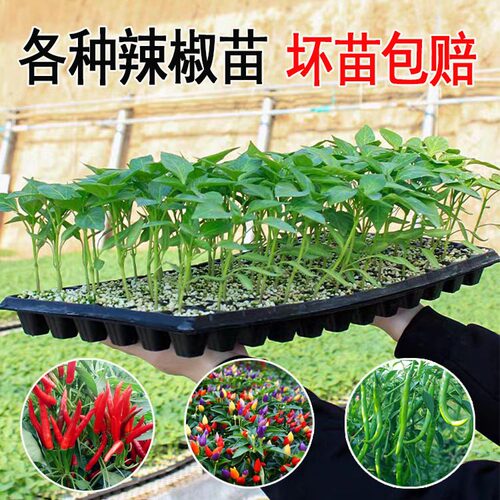 辣椒秧苗朝天椒牛角椒青线蔬菜苗