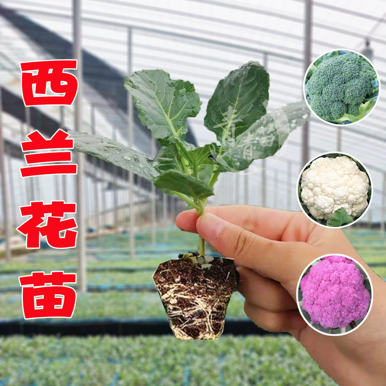 西兰花秧苗西兰苔牛心羽衣大白菜芹菜生菜莴笋莴苣花菜包菜蔬菜苗