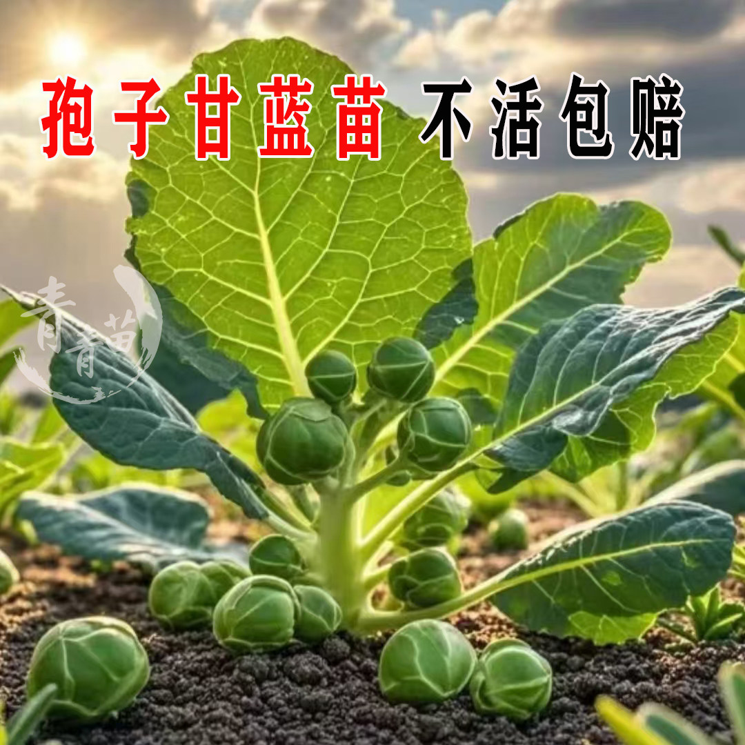 孢子甘蓝苗粉绿羽衣甘蓝牛心紫甘蓝西兰花花菜秧苗种子春秋蔬菜苗