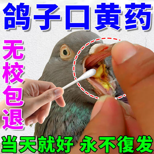 N0.1,鸽子口黄病当天就好