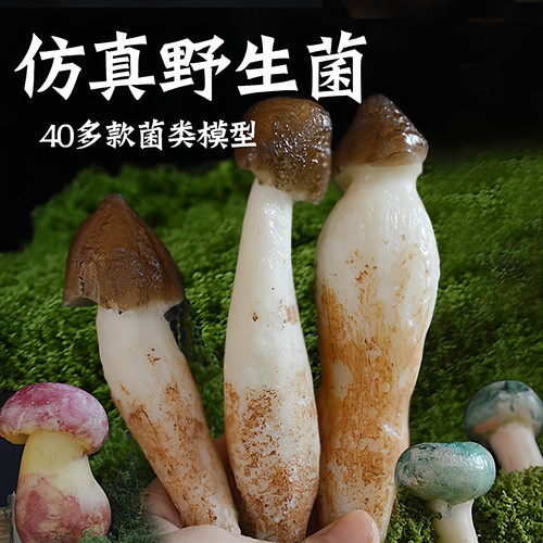 仿真野生蘑菇食用菌羊肚菌模型