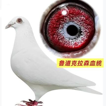 纯白雪公主血统赛鸽信鸽种鸽幼鸽一对带环可飞千公里