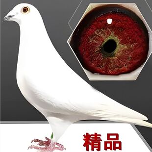 纯鲁道克拉森血统赛鸽信鸽种鸽一对带环包邮
