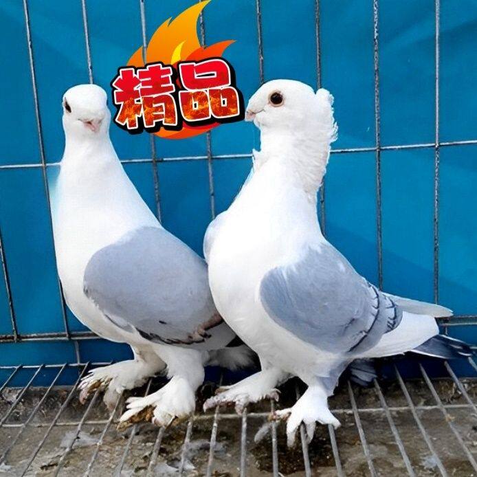 精品观赏鸽蓝天淑女种鸽一对鸟