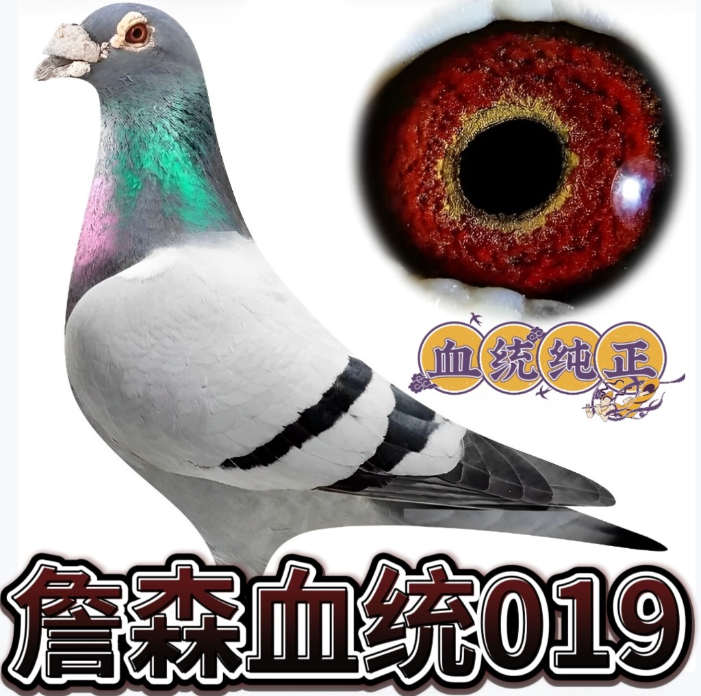 纯詹森019血统赛鸽幼鸽一对带环可飞千公里