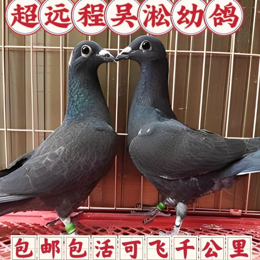 纯吴淞血统赛鸽幼鸽一对带环可飞千公里