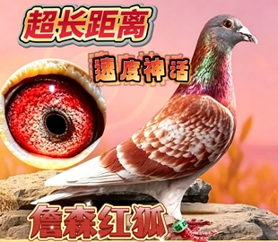 詹森红狐血统信鸽种鸽幼鸽一对带环可飞千公里