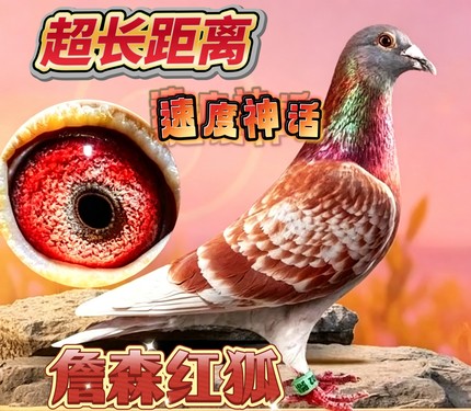 詹森红狐血统信鸽种鸽幼鸽一对带环可飞千公里