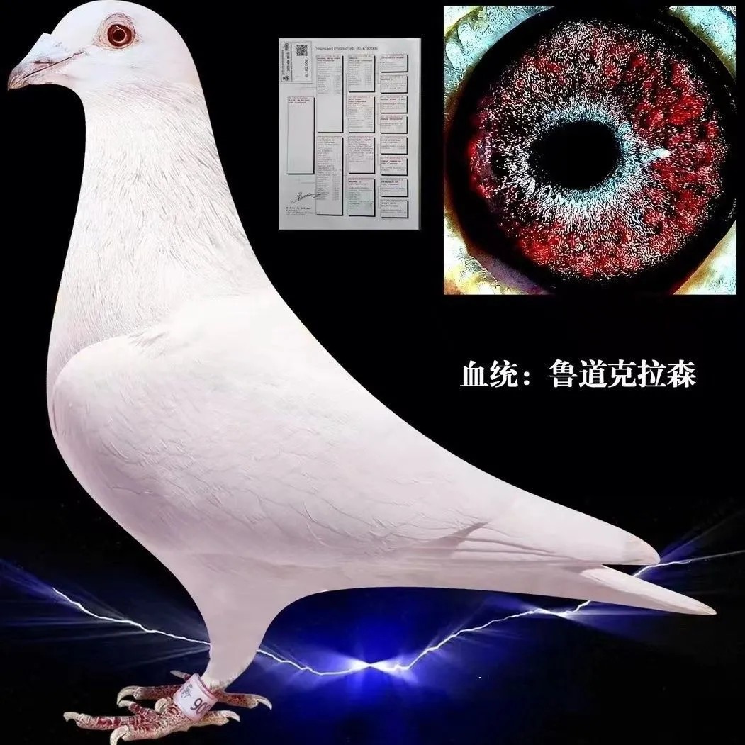 纯鲁道克拉森血统赛鸽种鸽一对带鸟