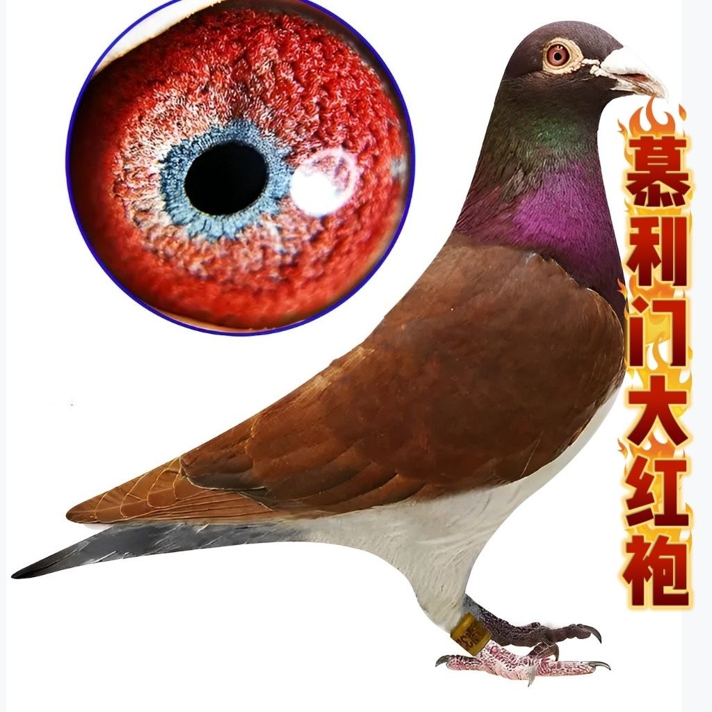大红袍血统赛鸽信鸽种鸽幼鸽一对带环可飞千公里