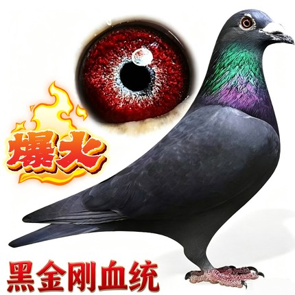 纯黑金刚血统赛鸽信鸽种鸽幼鸽一对带环包邮可飞千公里