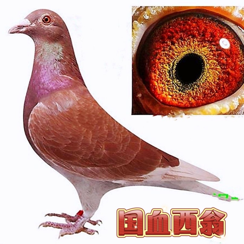 纯国血西翁赛鸽信鸽种鸽幼鸽一对鸟