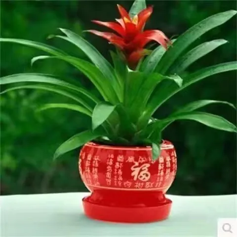 10鸿运当头四季陶瓷盆红星花卉盆景水培植物室内绿植鲜花苗带花10