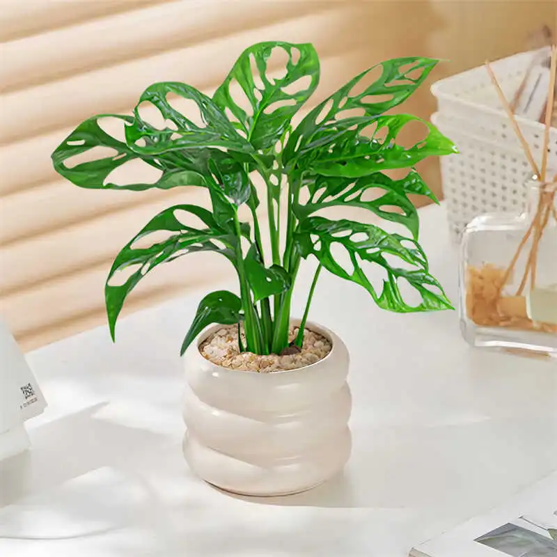 仙洞龟背竹洞洞竹芋爬藤耐阴植物室内办公室客厅桌面绿植花卉盆栽