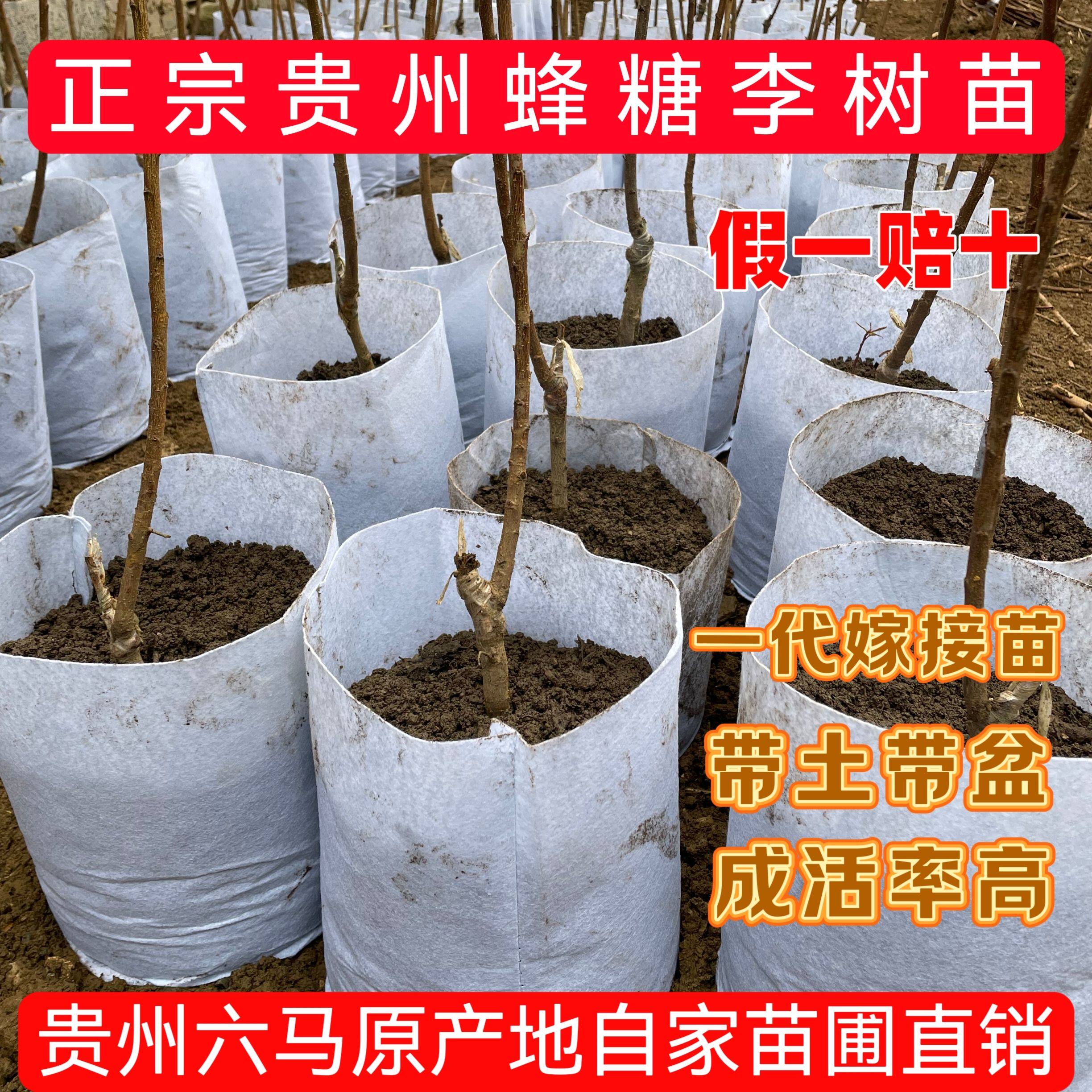 （假一赔十）蜂糖李树苗带土带盆贵州六马原产地正宗一代嫁接苗