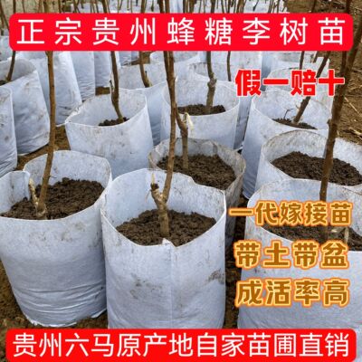 （假一赔十）蜂糖李树苗带土带盆贵州六马原产地正宗一代嫁接苗