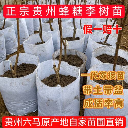 （假一赔十）蜂糖李树苗带土带盆贵州六马原产地正宗一代嫁接苗