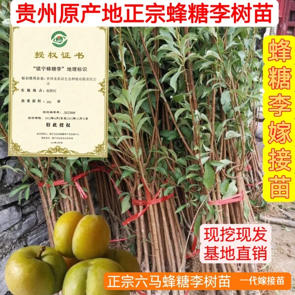 贵州六马正宗蜂糖李树苗一代嫁接苗果树苗南方北方基地种植批发