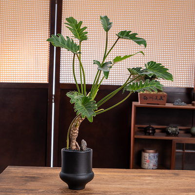 小天使盆栽龙鳞春羽老桩绿植