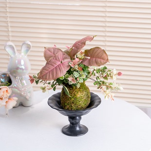 花叶络石水培植物粉色合果芋精品苔藓球室内四季好养盆栽绿植花卉