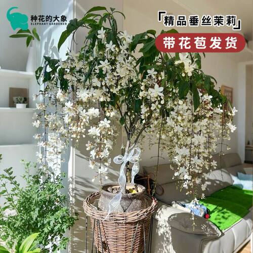 垂丝茉莉盆栽带花苞好养