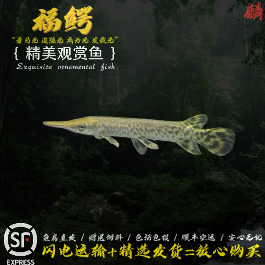 福鳄雀鳝鳄鱼活体尖嘴鳄长嘴鳄鱼火箭大型凶猛观赏鱼招财包邮包活