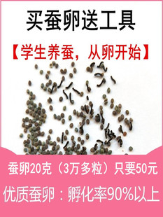 蚕宝宝蚕卵学生养蚕套装桑蚕金丝白丝春蚕种大小幼虫活物新鲜桑叶