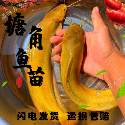 塘鲺鱼苗淡水 养殖 食用 鱼苗批 发皇妃一代鱼苗大全塘角鱼鱼苗