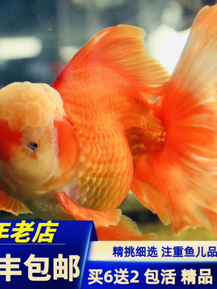 进口百褶泰狮金鱼精品活鱼f1红白五花菠萝黑百褶尾麒麟泰师鱼观赏