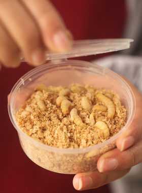 玉米虫大蜡螟葡萄蜜幼棉虫活体守宫鸟食鱼粮爬宠蜥蜴仓鼠饲料包邮