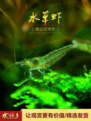 水草虾淡水草缸除藻丝毛藻清洁工具观赏野生黑壳虾活体饲料清洁虾