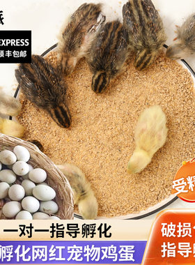 网红迷你宠物鸡受精可孵化蛋德系纯白瓦灰鹌鹑种蛋长不大的小鸡