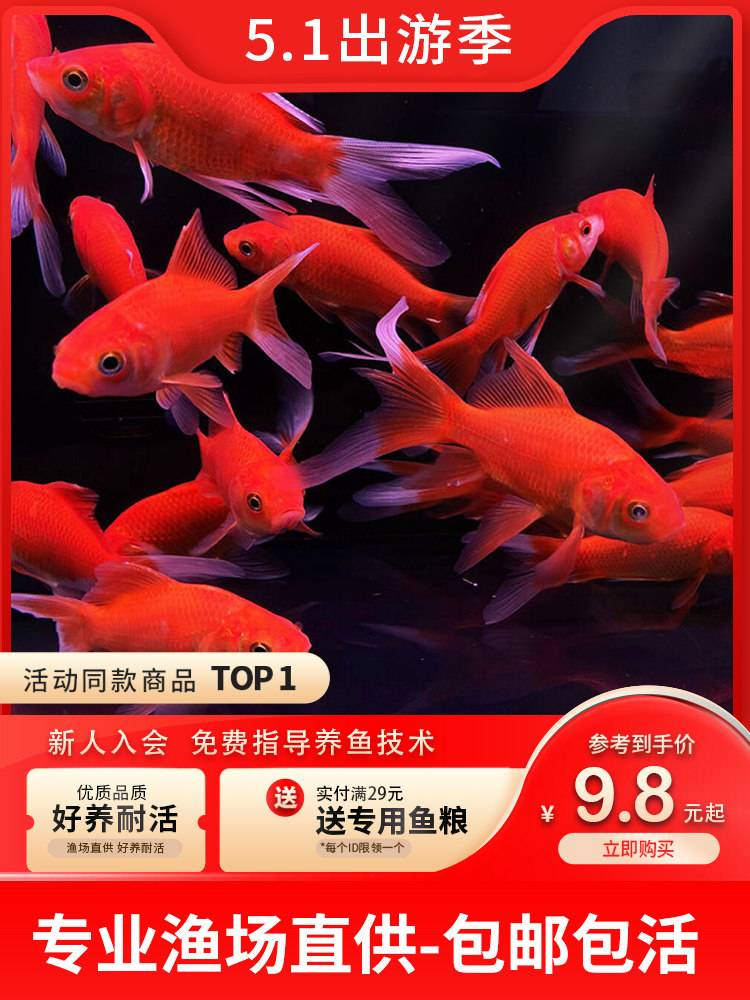 长尾大红草红鲤鱼小金鱼冷水活体观赏鱼锦鲤活鱼淡水好养招财饲料