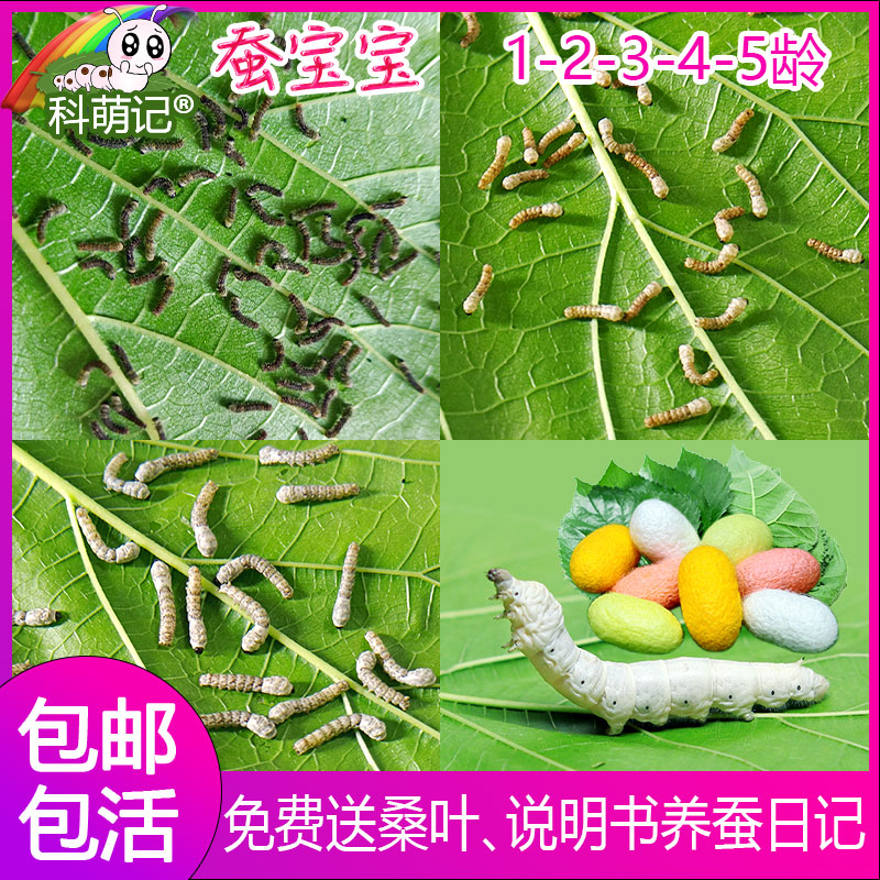 科萌记彩色蚕宝宝学生养蚕套装白蚕卵巨型活体饲养箱工具新鲜桑叶