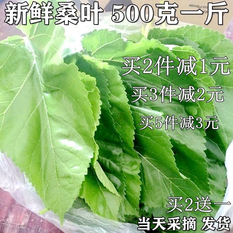 桑叶新鲜蚕宝宝饲料蚕桑大小蚕嫩桑叶桑树叶大现摘榆树叶蚕叶包邮